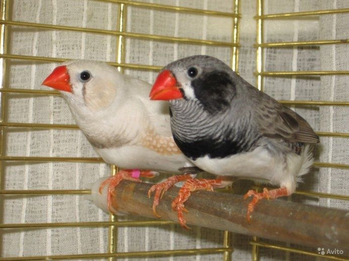Продам амадины пара