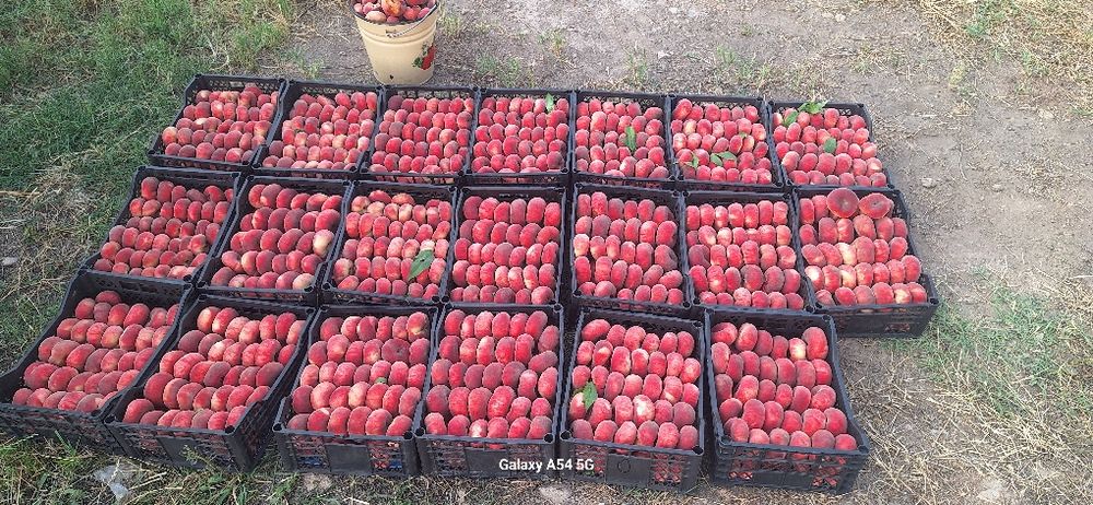 5 гектар бог сотилади