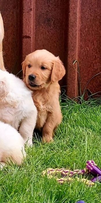 Golden retriever red