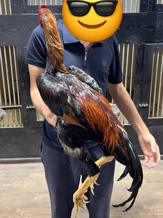 Дакан тульак сатылады