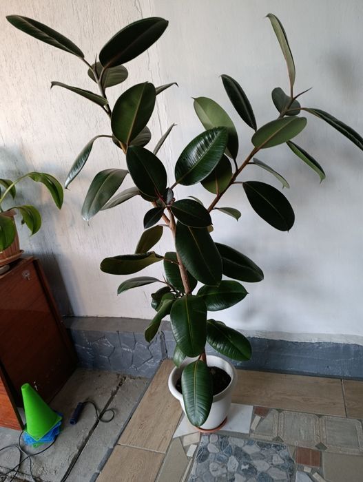 Каучуконосный фикус