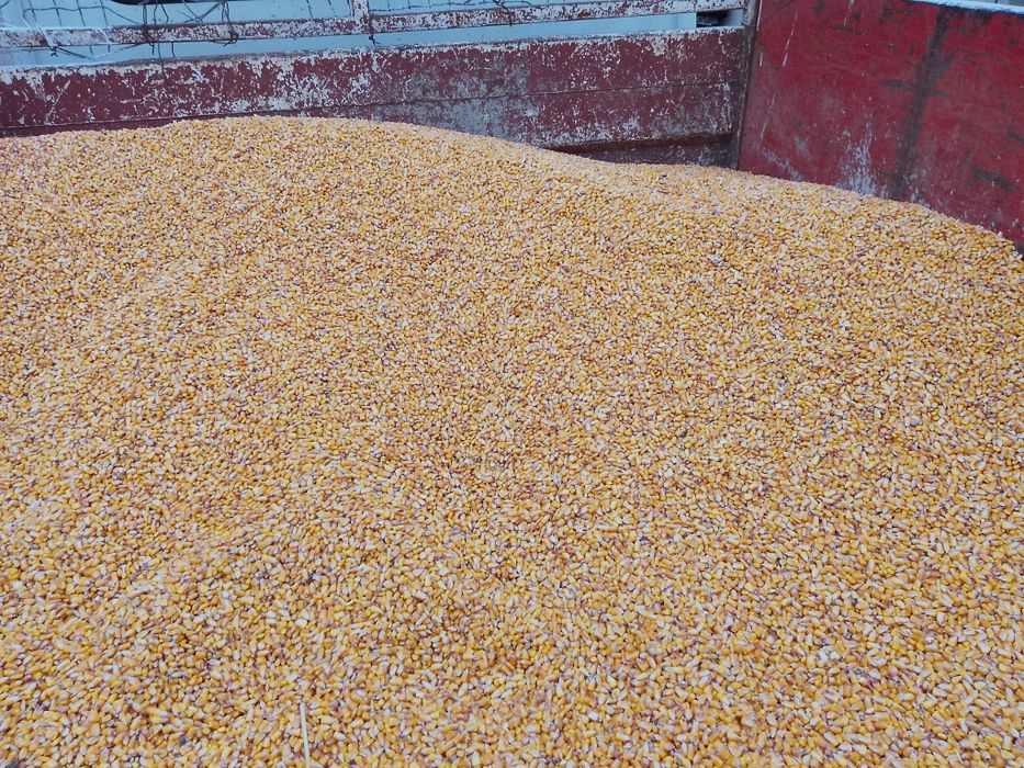 Vand porumb boabe 2025