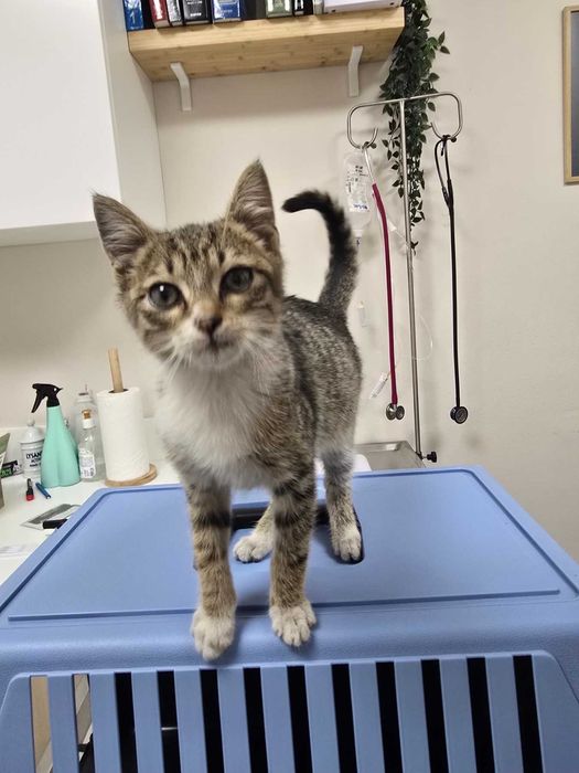 Търся дом за това прекрасно коте