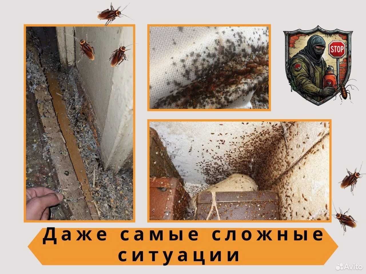 Dezinfeksiya Дезинфекция tarakan klop klapa burga chivin pashsha клоп