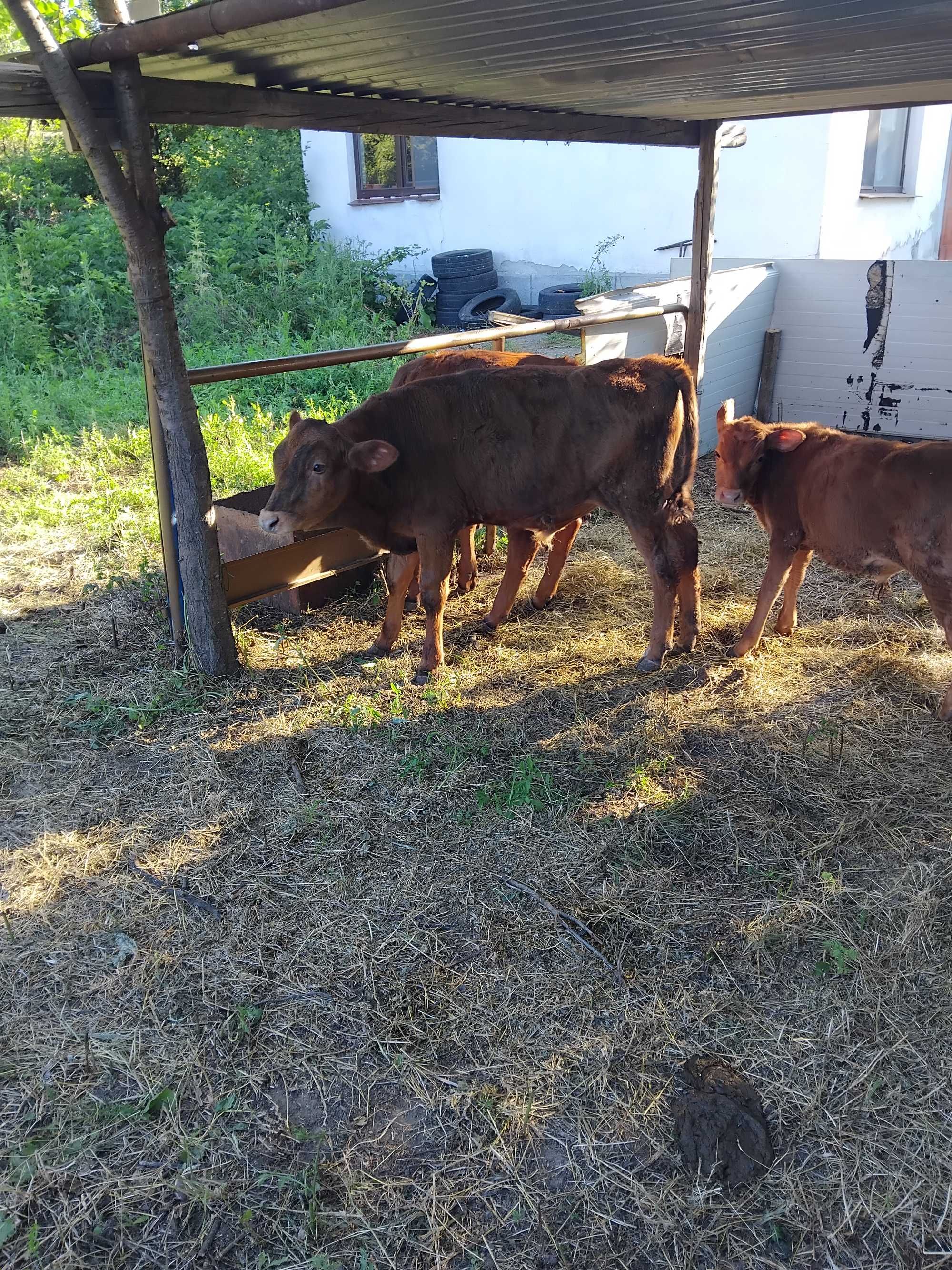 Продадени продадени