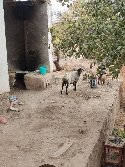 Quy sotiladi narxi 3.8mln kami bor