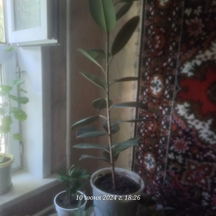 Продам Фикус недорого