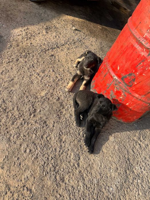 Дарим щенят в хорошие руки район ДСК