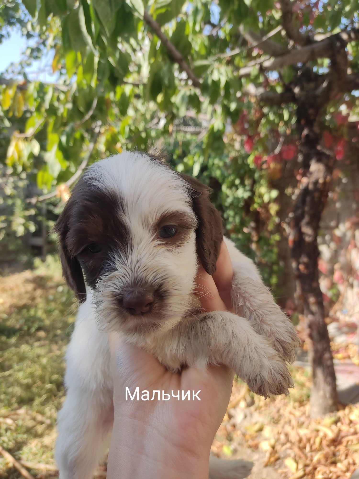 Бесплатно отдам в хорошие руки щенков