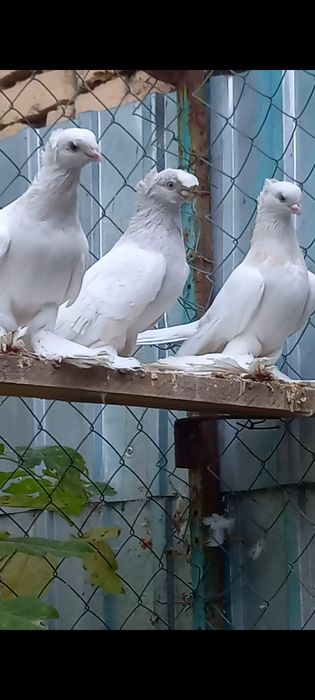 Голуби продам.. .
