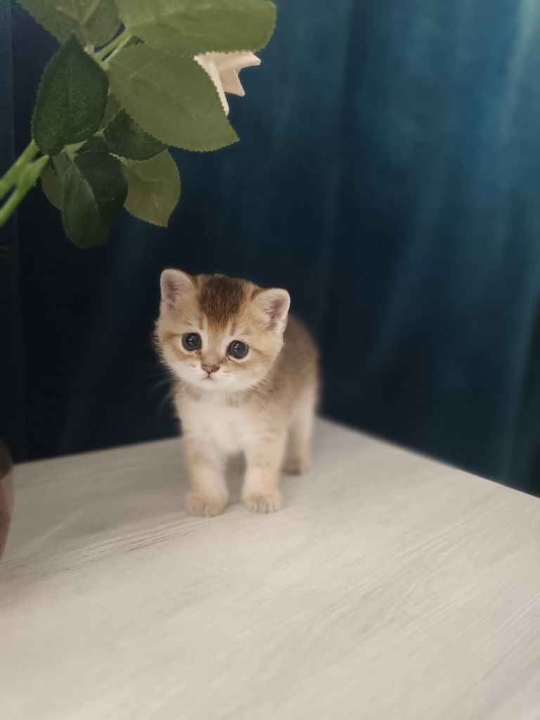 Котенок породы британец