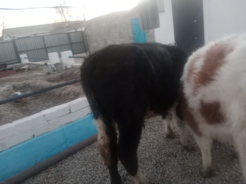 Бузау сатамын 1 ургашы1 еркек