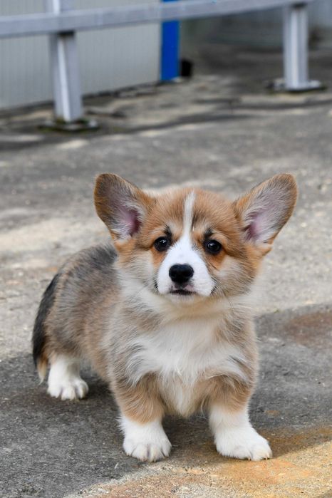 Mascul Welsh Corgi Pembroke