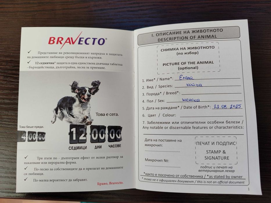 Женско екзотично персийско коте на 4 месеца.