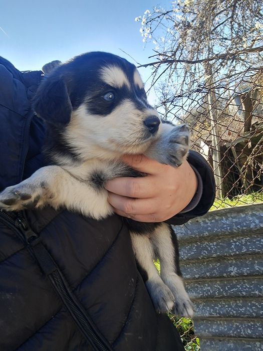 Подарявам кученцата