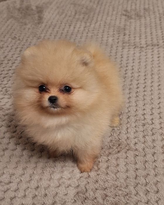 Померан,померанче