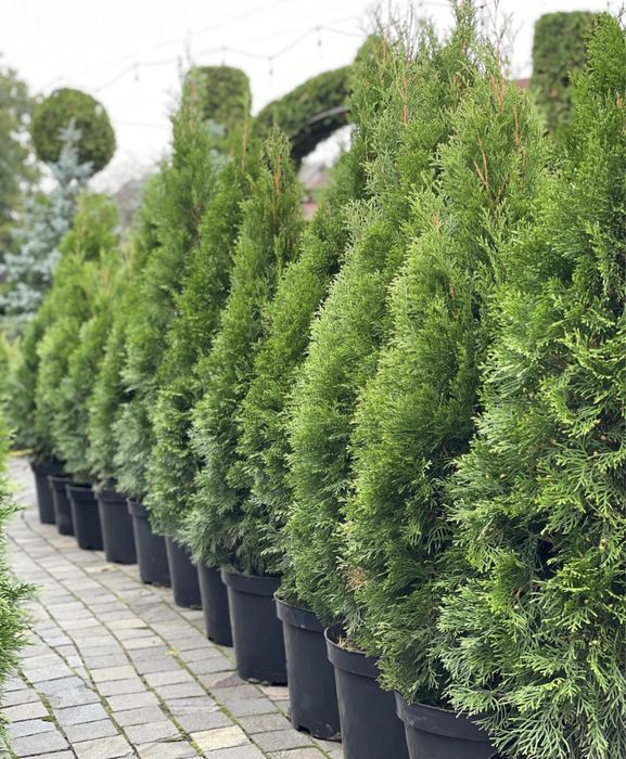 Туя смарагд туя западная