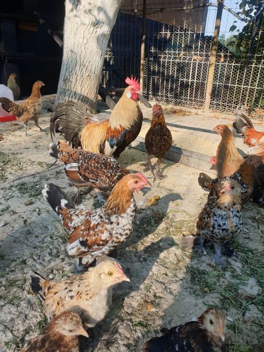 Cocoși și găini mii de flori