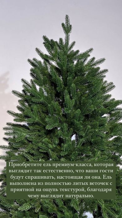 Ёлка шырша Ёлка шырша