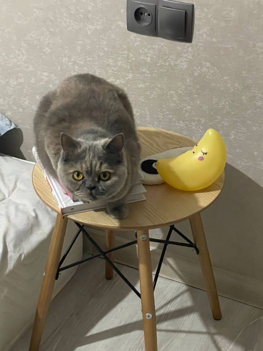 Отдам в доьрые руки