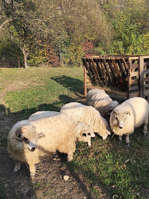 Mioare de vânzare