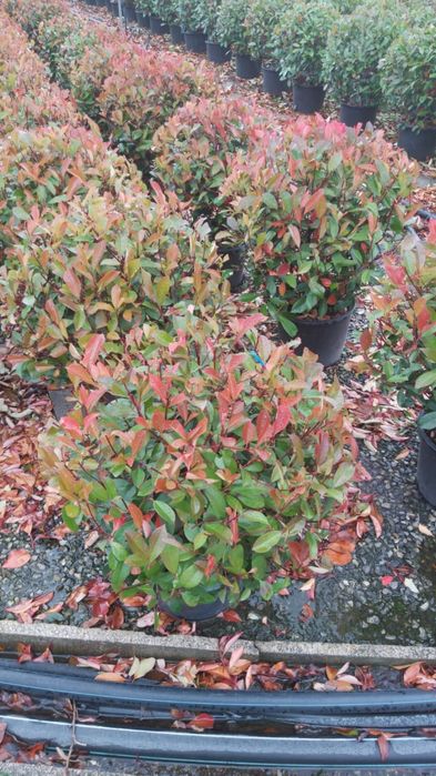 Photinia Red Robin