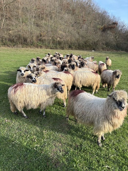 Vand 50 de oi tinere