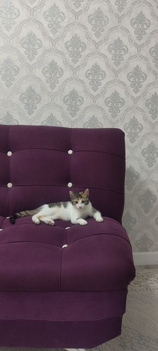 Отдам в добрые руки