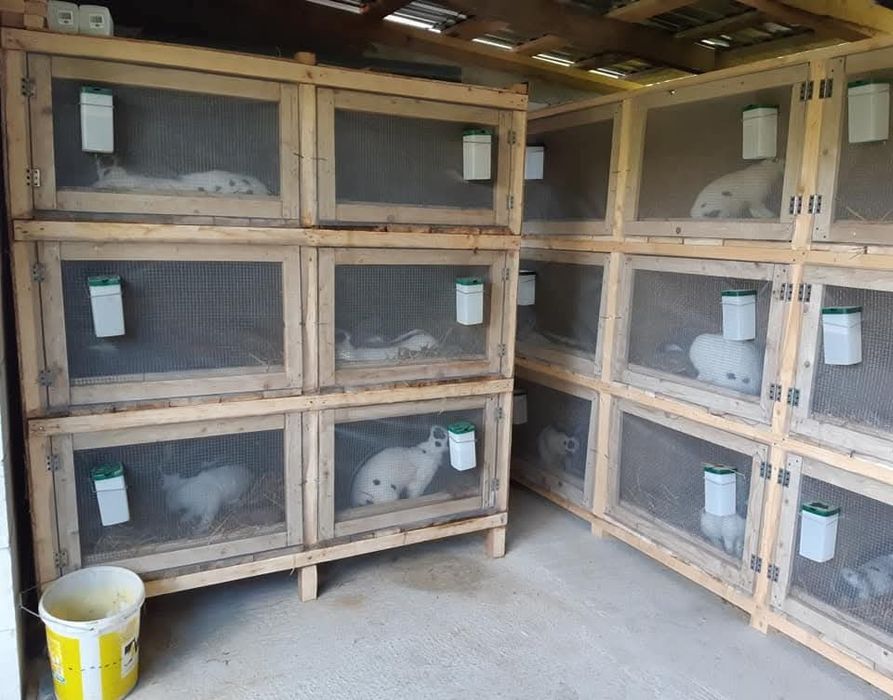 Custi Iepuri 1m pe un 1m 65 h