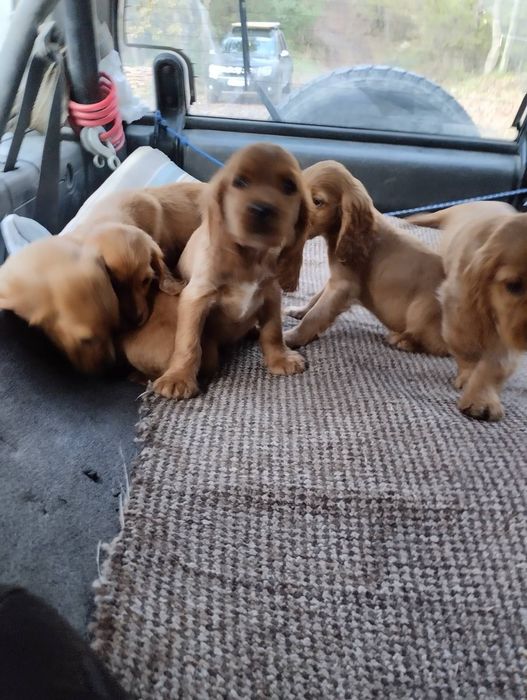 Продажба на Кокер шпаньоли