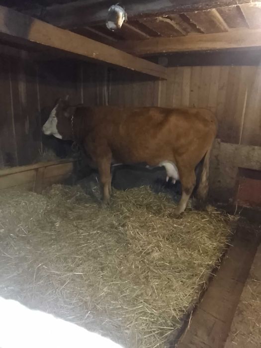 Vacă de vînzare cu vitel