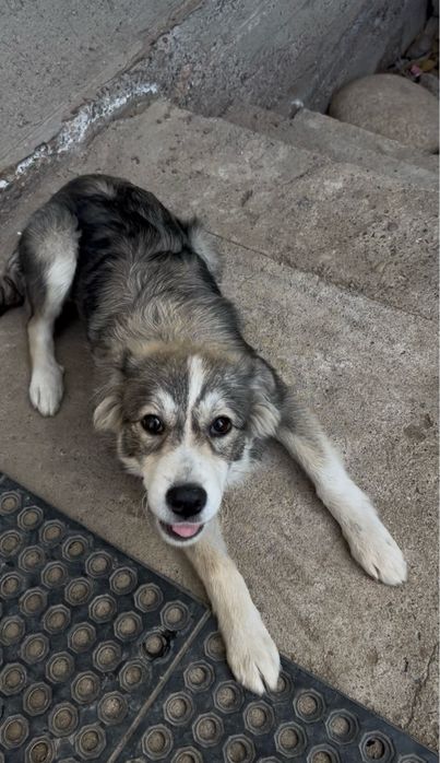 отдам щенка в хорошие руки