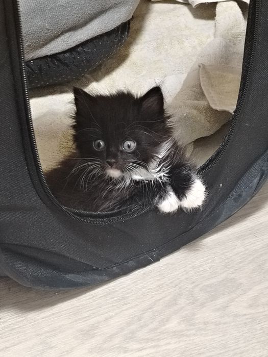 Отдам котёнка в добрые руки