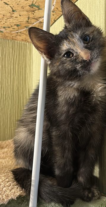 Только ответственным