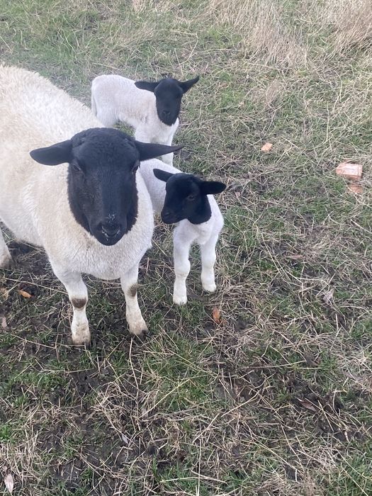 Oi dorper de vanzare