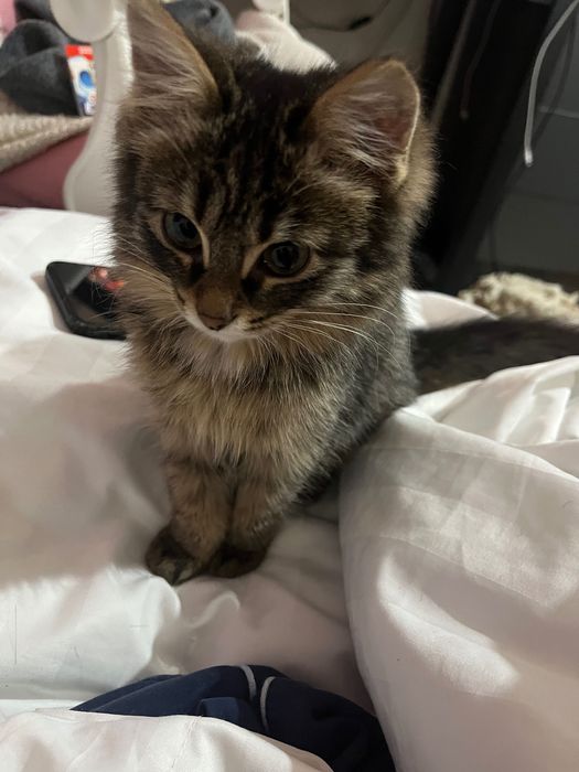 Котенок девочка.