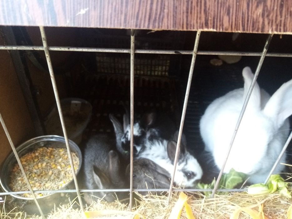 Puii iepurași în virsta de 2 luni din rasele UG și berbec german