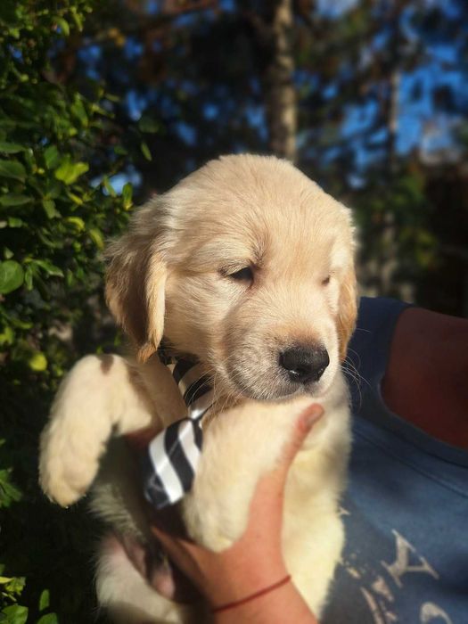 Голдън ретривър кученца