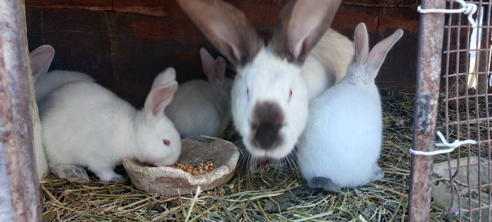 Vând iepuri urias de transilvania