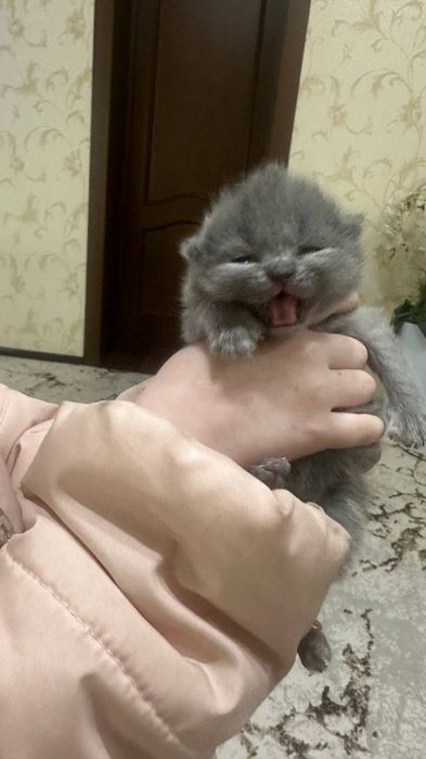 Продаются котята срочно цену обсудим звоните