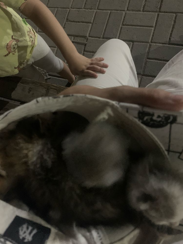 Котята крассивые подарю