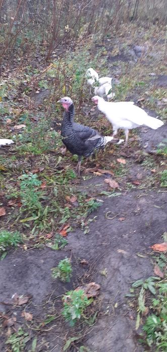 Curci de casă de vânzare