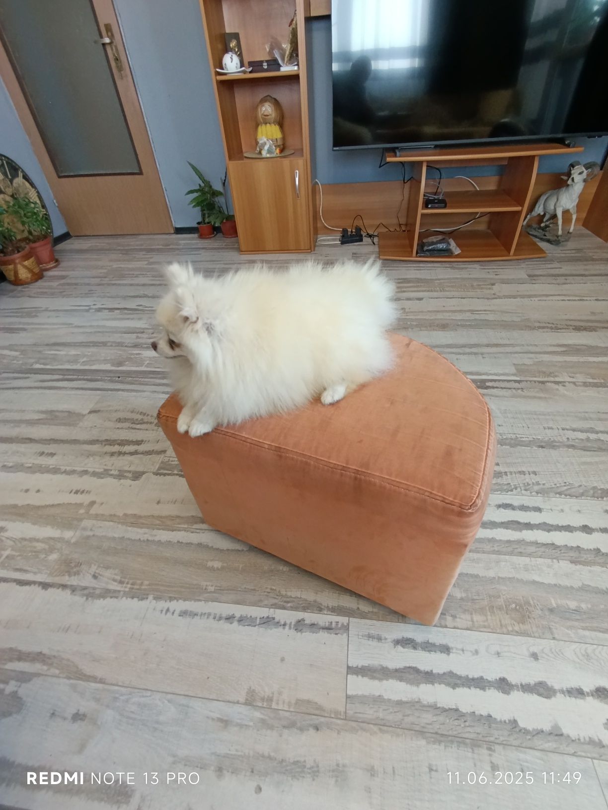 Померан момиче !