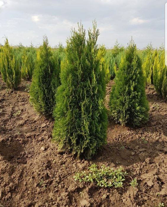 Tuia smaragd/ leylandii 2m-4m