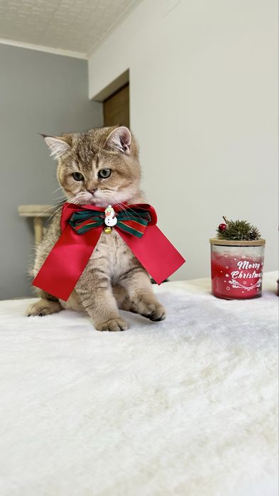 Baietel British Shorthair Chinchilla Gold - cu certificat pedigree !