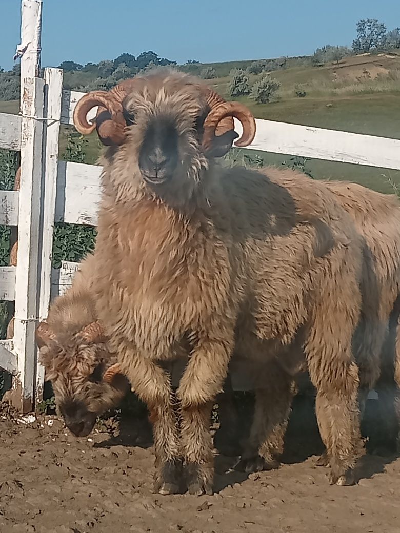 Berbecii bucălai