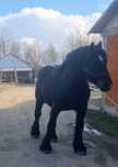 FINN,armăsar ardenez pt monta