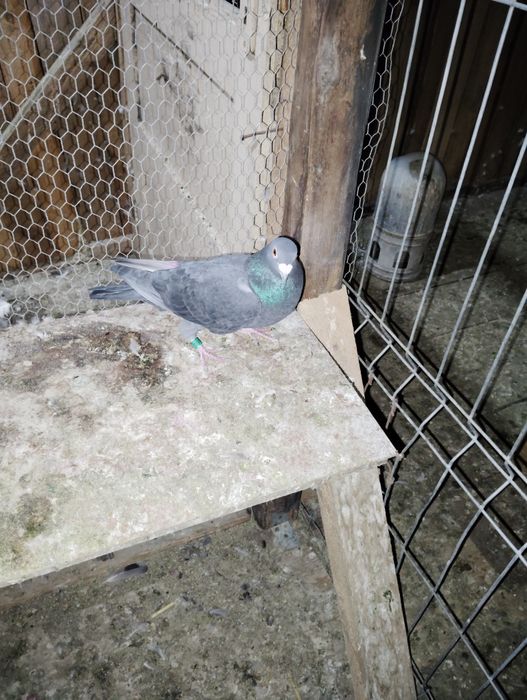 De vânzare porumbei voiajori