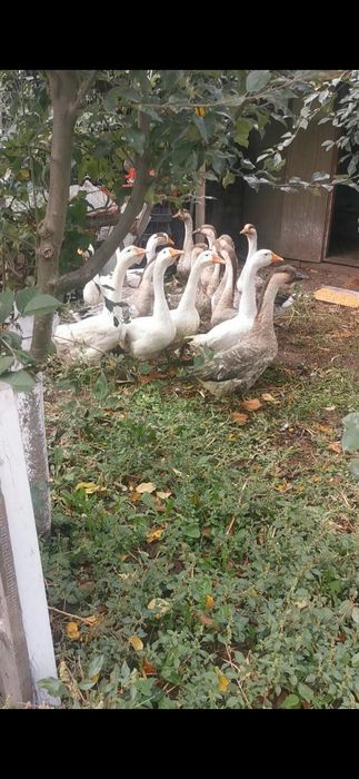 Gâște de vanzare