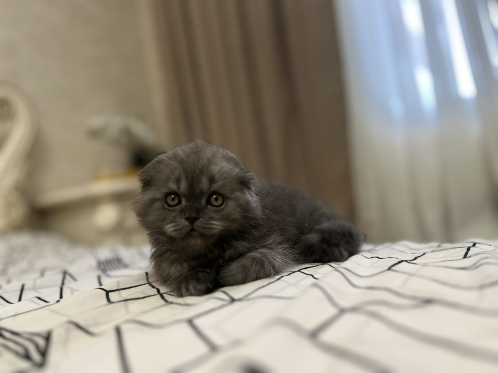 Скотиш фолд мальчик